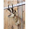 Image 3 : Pronghorn Antelope Shoulder Mount Taxidermy