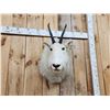Image 2 : Mountain Goat Shoulder Mount Taxidermy
