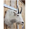 Image 3 : Mountain Goat Shoulder Mount Taxidermy