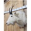 Image 4 : Mountain Goat Shoulder Mount Taxidermy