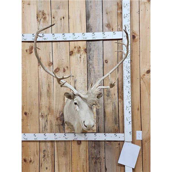 Caribou Shoulder Mount Taxidermy