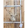 Image 1 : Caribou Shoulder Mount Taxidermy