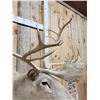 Image 3 : Caribou Shoulder Mount Taxidermy