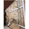 Image 4 : Caribou Shoulder Mount Taxidermy
