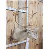 Image 5 : Caribou Shoulder Mount Taxidermy