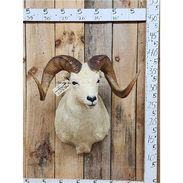 Alaskan Dall Sheep Shoulder Mount