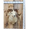 Image 1 : Alaskan Dall Sheep Shoulder Mount