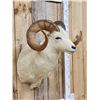 Image 2 : Alaskan Dall Sheep Shoulder Mount