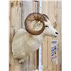 Image 3 : Alaskan Dall Sheep Shoulder Mount