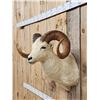 Image 4 : Alaskan Dall Sheep Shoulder Mount