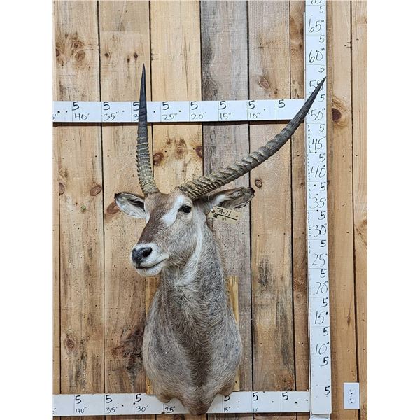 African Waterbuck Shoulder Mount Taxidermy