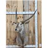 Image 1 : African Waterbuck Shoulder Mount Taxidermy