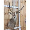 Image 2 : African Waterbuck Shoulder Mount Taxidermy