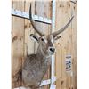 Image 3 : African Waterbuck Shoulder Mount Taxidermy