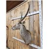 Image 4 : African Waterbuck Shoulder Mount Taxidermy
