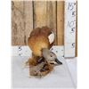 Image 3 : African Shelduck Full Body Bird Taxidermy