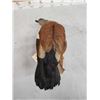 Image 5 : African Shelduck Full Body Bird Taxidermy