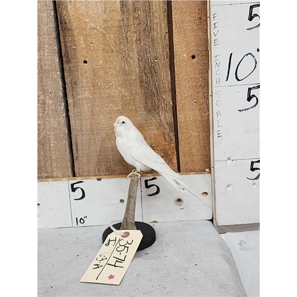 White Budgie Parakeet Full Body Bird Taxidermy