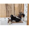 Image 1 : Juvenile Skunk Full Body Taxidermy Mount