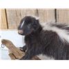 Image 2 : Juvenile Skunk Full Body Taxidermy Mount