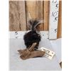 Image 3 : Juvenile Skunk Full Body Taxidermy Mount