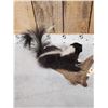 Image 4 : Juvenile Skunk Full Body Taxidermy Mount