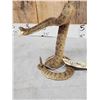 Image 3 : Diamondback Rattlesnake Full Body Taxidermy Mount