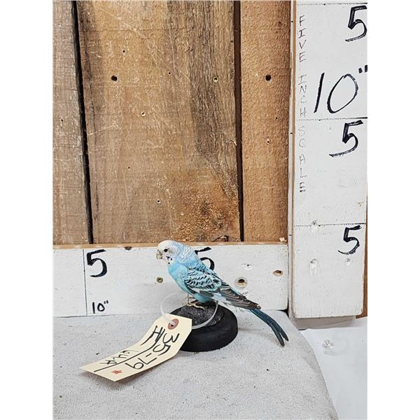 Blue Budgie Parakeet Full Body Bird Taxidermy