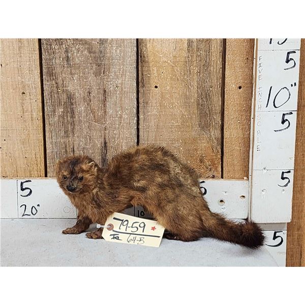 Mink Full Body Taxidermy Mount