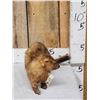 Image 3 : Mink Full Body Taxidermy Mount