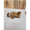 Image 5 : Mink Full Body Taxidermy Mount