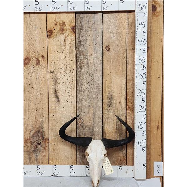 African Wildebeest Skull Taxidermy
