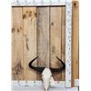 Image 1 : African Wildebeest Skull Taxidermy