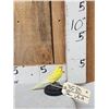 Image 1 : Yellow Budgie Parakeet Full Body Bird Taxidermy