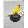 Image 3 : Yellow Budgie Parakeet Full Body Bird Taxidermy