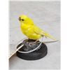 Image 4 : Yellow Budgie Parakeet Full Body Bird Taxidermy
