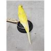 Image 5 : Yellow Budgie Parakeet Full Body Bird Taxidermy