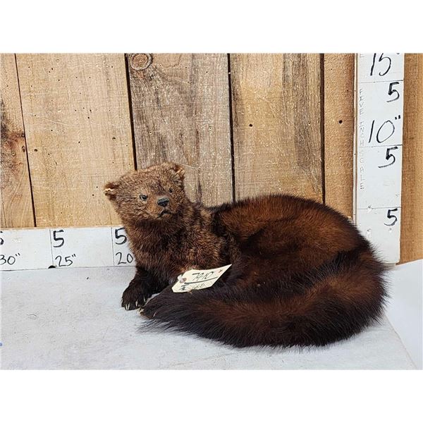 North American Fisher Full Body Taxidermy Mount
