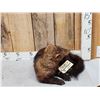 Image 2 : North American Fisher Full Body Taxidermy Mount