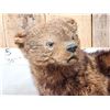 Image 3 : North American Fisher Full Body Taxidermy Mount