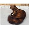 Image 4 : North American Fisher Full Body Taxidermy Mount