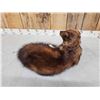 Image 5 : North American Fisher Full Body Taxidermy Mount