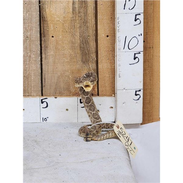 Diamondback Rattlesnake Full Body Taxidermy Mount