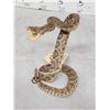 Image 4 : Diamondback Rattlesnake Full Body Taxidermy Mount
