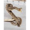 Image 5 : Diamondback Rattlesnake Full Body Taxidermy Mount