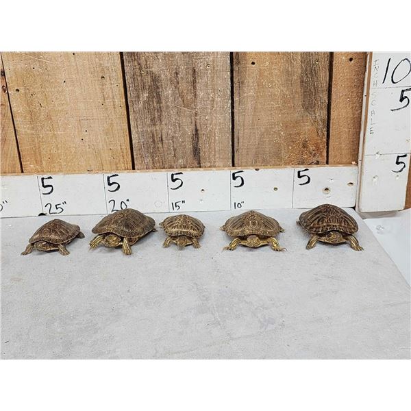 5 Red Slider Turtles Taxidermy