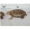 Image 4 : 5 Red Slider Turtles Taxidermy
