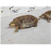 Image 6 : 5 Red Slider Turtles Taxidermy