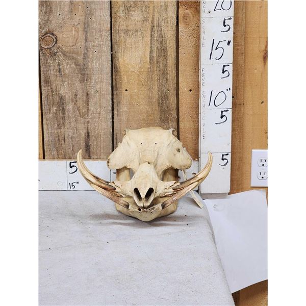 African Warthog Skull Taxidermy