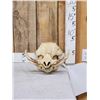 Image 1 : African Warthog Skull Taxidermy